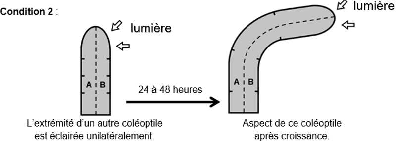 Tp Effet De L'auxine Sur La Croissance Des Végétaux