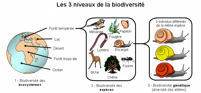 chapitre 3 :: Svt-Crochepierre  Biodiversité, Ecologie, Environnement