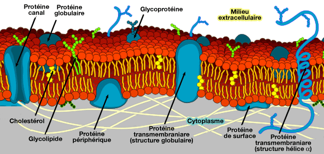 Structures et fonction des membranes ( concept 7.1 les membranes  cellulaires sont des mosaïques fluides de lipides et de protéines) Diagram