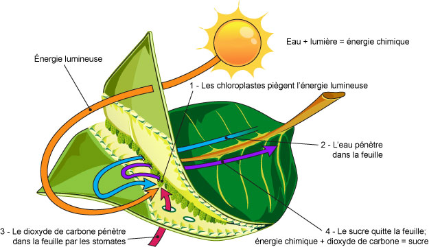 Diagramme De La Chlorophylle diagramme-de-la-chlorophylle