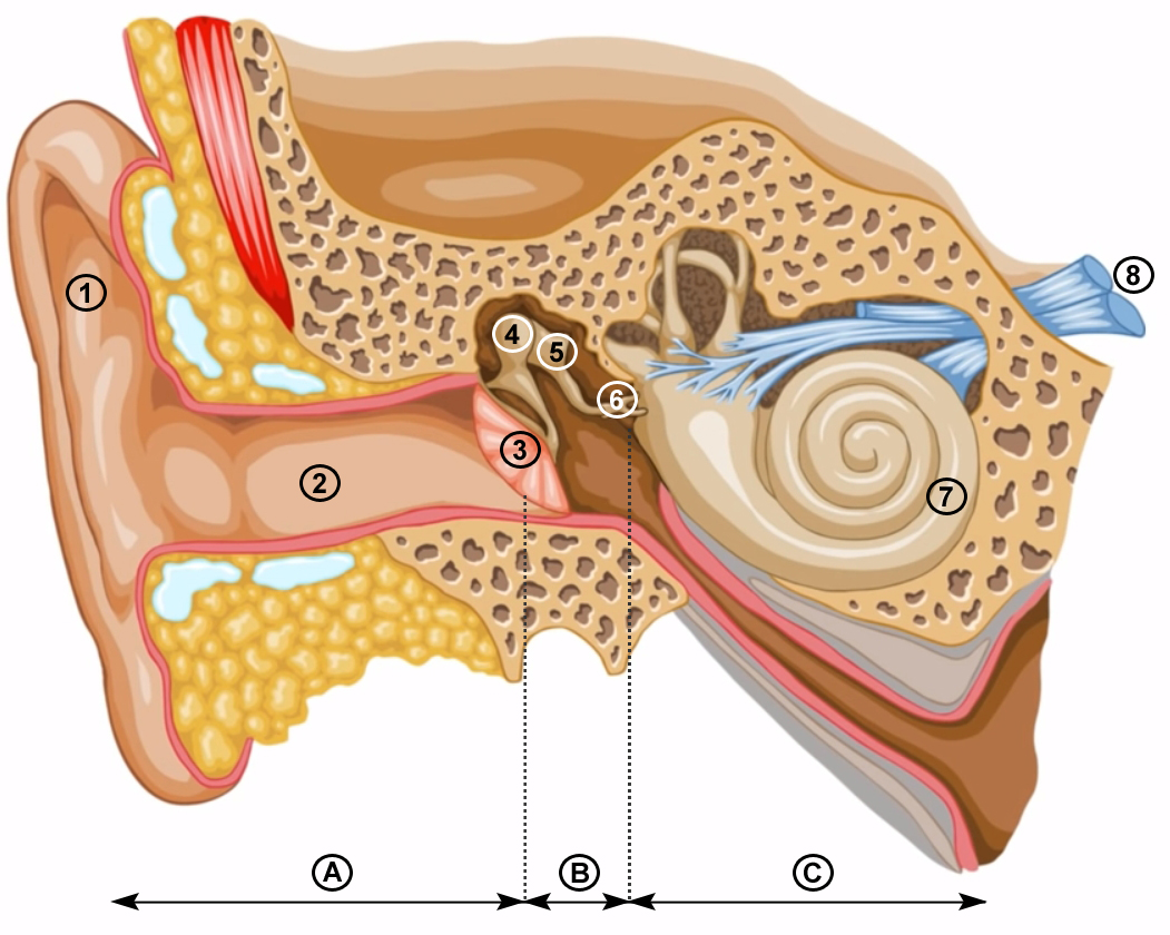 Partie De L Oreille Interne 8 Lettres