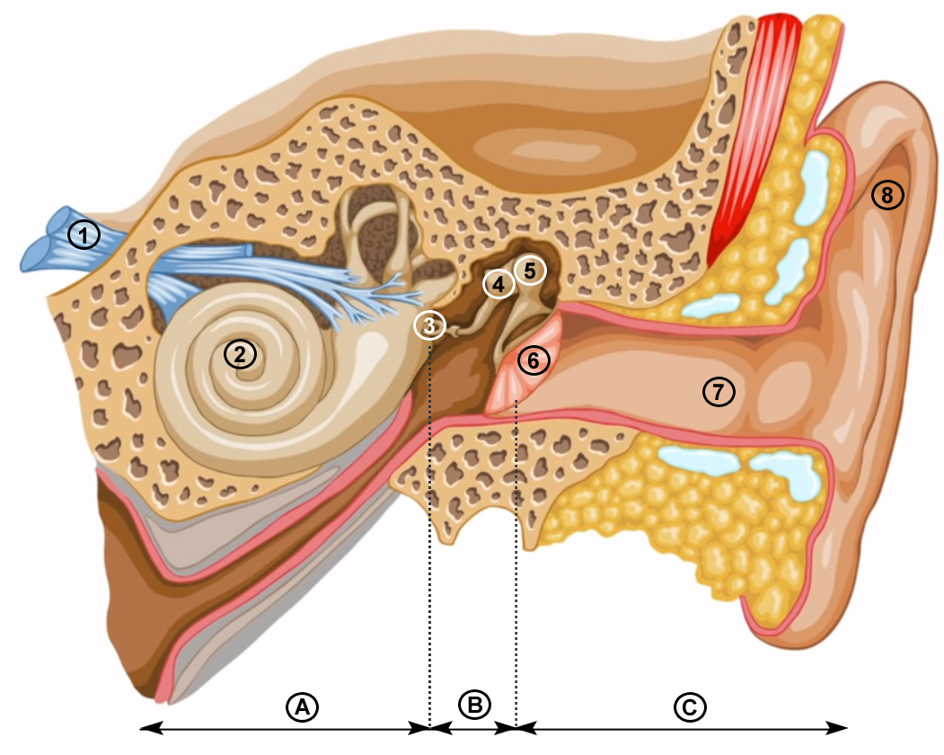 L Oreille Est Divisee En Trois Parties 1ere Svt Enseignement Scientifique Qcm N 1240