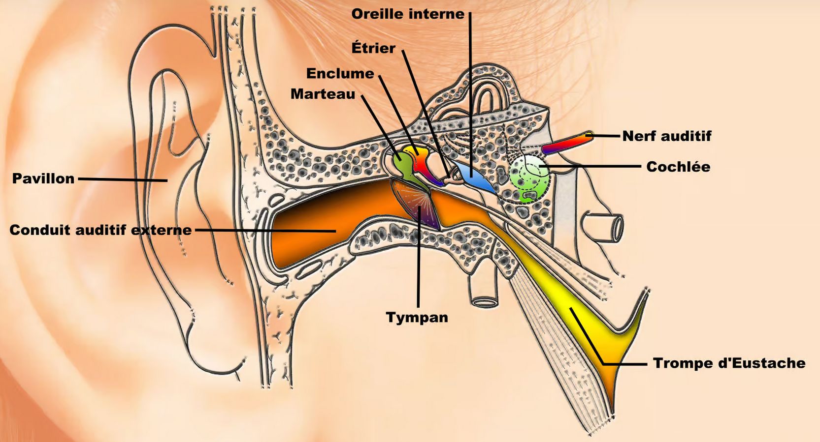 Les sons correspondent à des vibrations de l’air,... [1ère SVT