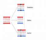 Mutation Sab Multiplicateur QCM SVT 1re Spécialité – génétique (mitose, enzymes…), structure ...